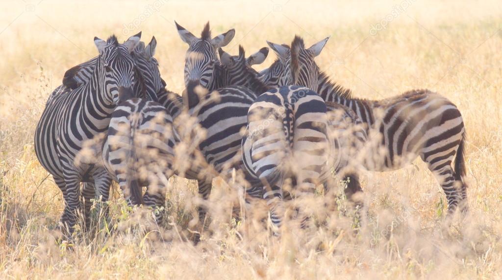 Herd of zebra"s Stock Photo by ©scrabble 68008701