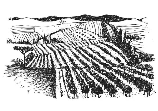 Vineyard landscape ink  picture — Stock Vector