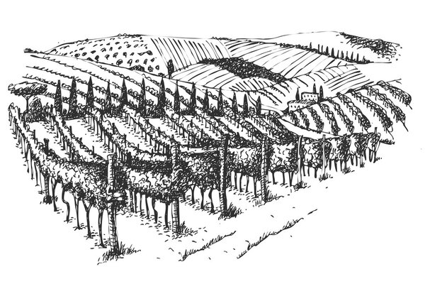 Чернильная картина виноградника

