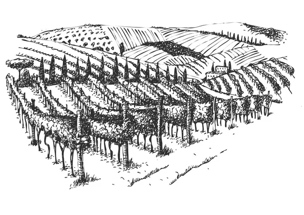 Чернильная картина виноградника — стоковый вектор