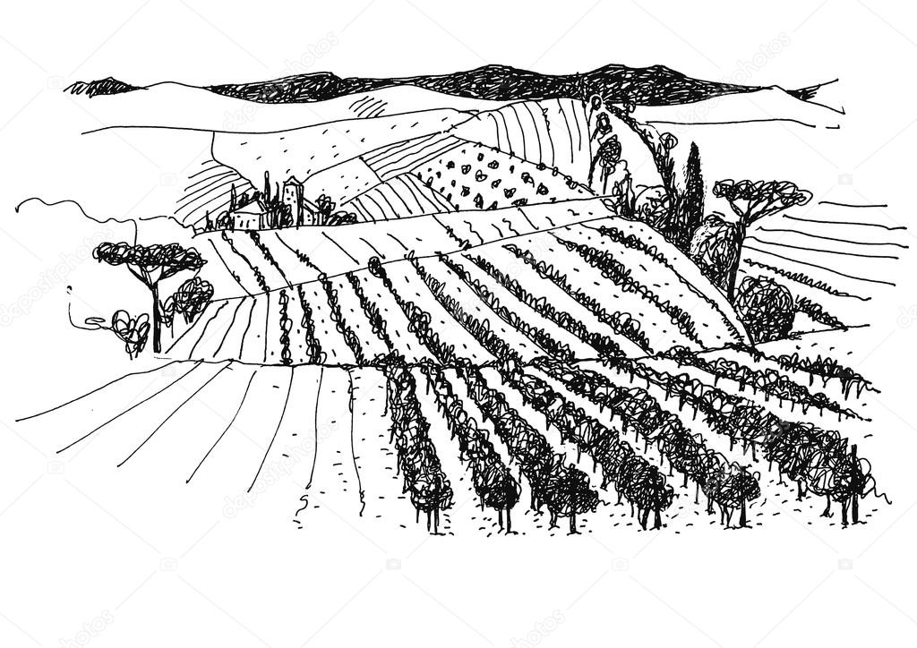 vineyard landscape ink  picture