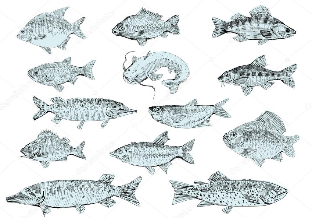 set of river fishes