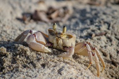 Sahilde yengeç, Mozambik sahilinde Hint Okyanusu 'na doğru koşuyor.
