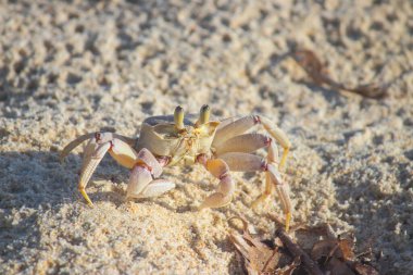 Sahilde yengeç, Mozambik sahilinde Hint Okyanusu 'na doğru koşuyor.