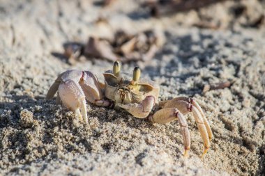 Sahilde yengeç, Mozambik sahilinde Hint Okyanusu 'na doğru koşuyor.