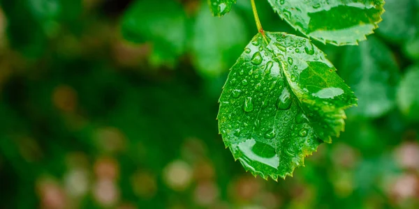 Close-up of green leaf with droplets after rain. — Stock Photo, Image