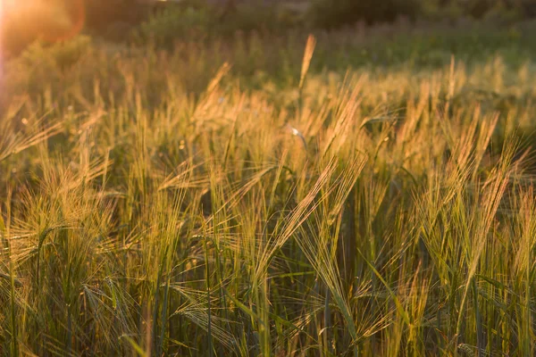 Ears of oat — Stock Photo, Image