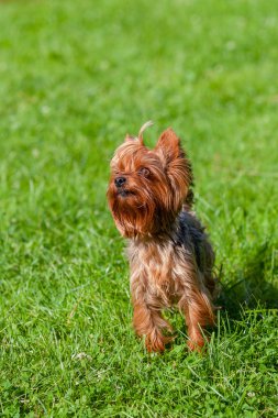 Şirin Yorkshire Teriyer köpeği 