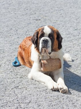 St. bernard köpeği ile fıçı 