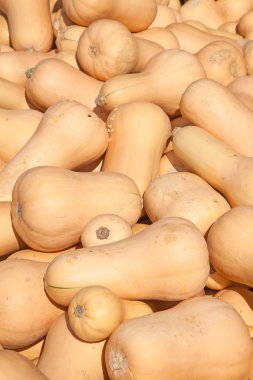 renkli kabak toplama