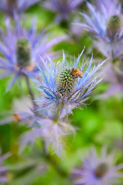 Eryngium horský (Blue Star) — Stock fotografie