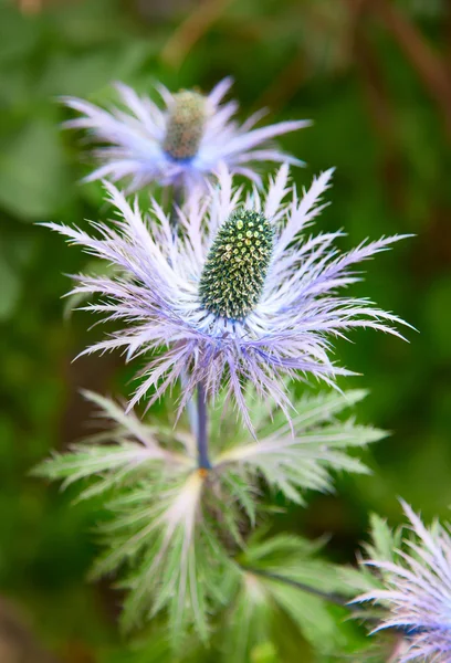 Eryngium alpinum (Blue Star) — Φωτογραφία Αρχείου