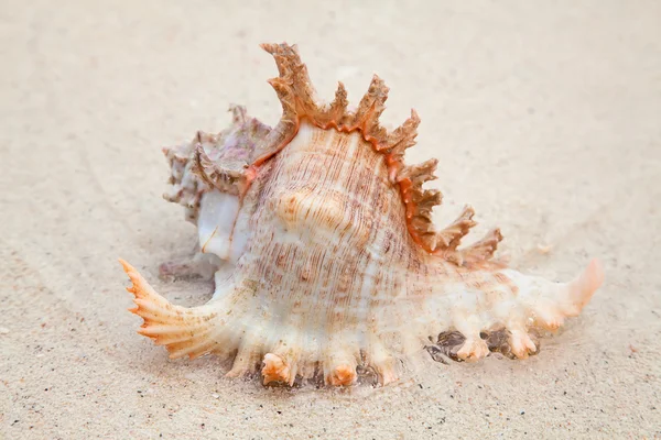 Belle coquille de mer — Photo