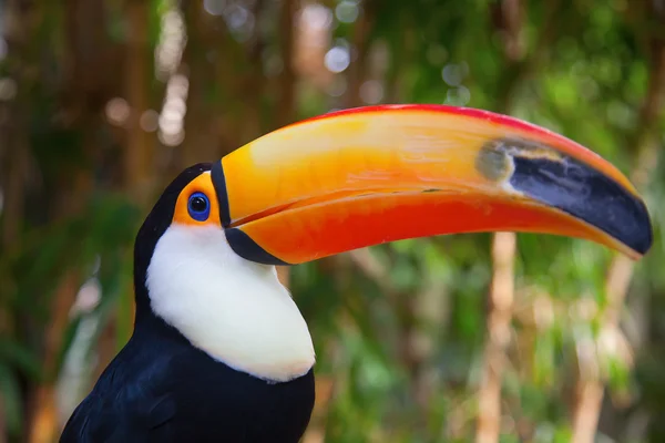 Tucano colorido no aviário — Fotografia de Stock