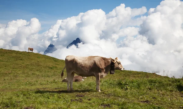 Vacas suizas en los Alpes — Foto de Stock