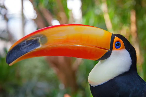 Kolorowy tukan w dziczy — Zdjęcie stockowe
