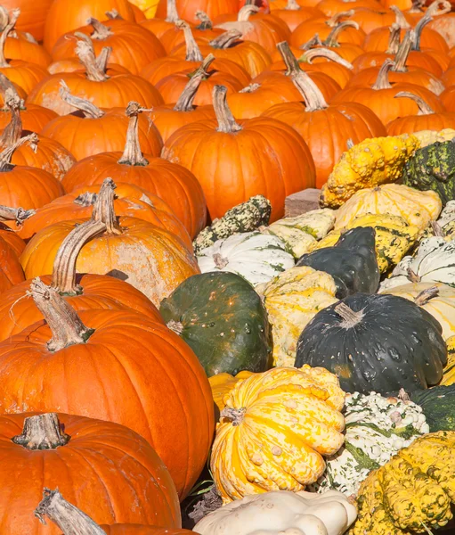 Colorful pumpkins collection — Stock Photo, Image