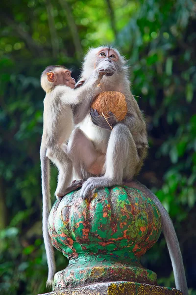 바투 동굴 사원 근처 원숭이 — 스톡 사진