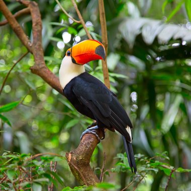 Colorful tucan in the wild clipart