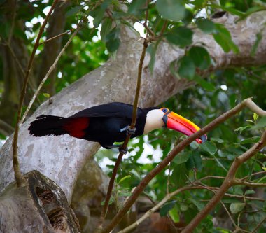 Vahşi doğada renkli tukan