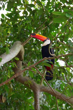 Vahşi doğada renkli tukan