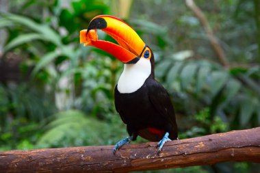 Colorful tucan in the wild clipart