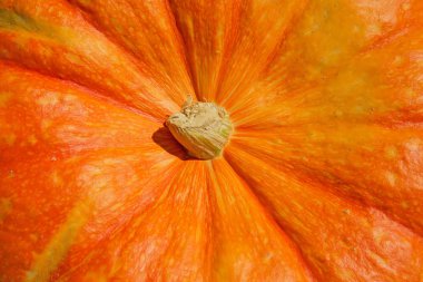 olgun kabak arka plan 