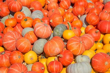 renkli kabak toplama 