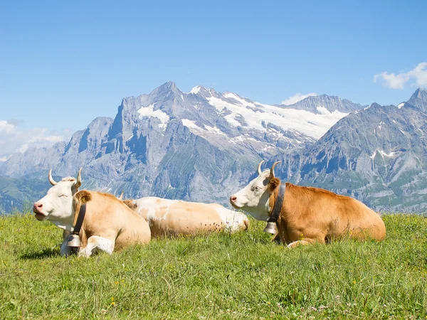 Vacche svizzere nelle Alpi — Foto Stock