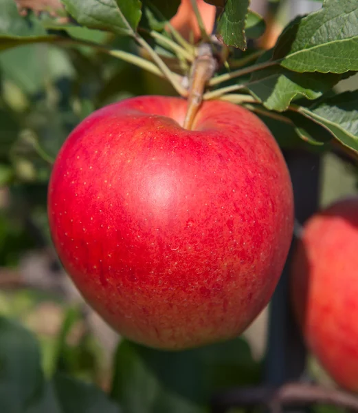 Rijpe appel op tak — Stockfoto