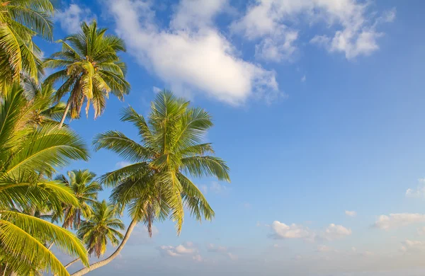 Maldivian island with palm trees — Stock Photo, Image