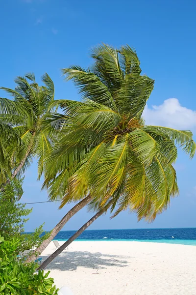 Maldivas isla con palmeras —  Fotos de Stock