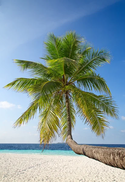 Malediveninsel mit Palme — Stockfoto