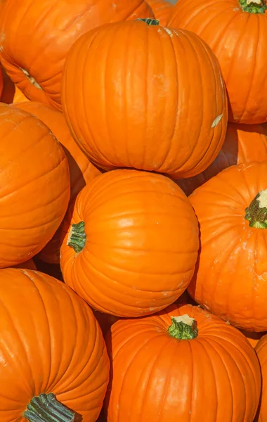 Colección de calabazas maduras — Foto de Stock