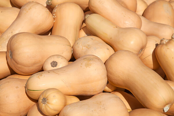 Ripe  pumpkins collection