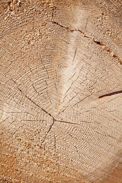 Fresh cut trunk — Stock Photo, Image