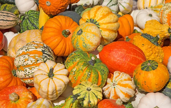 Colorful pumpkins collection — Stock Photo, Image