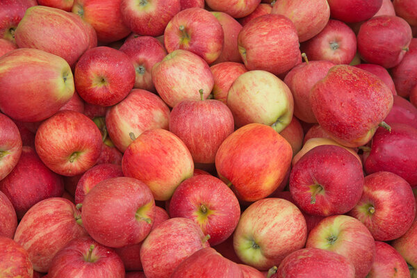 Ripe apples background