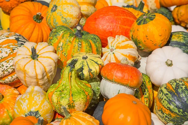 Kleurrijke pompoenen collectie — Stockfoto