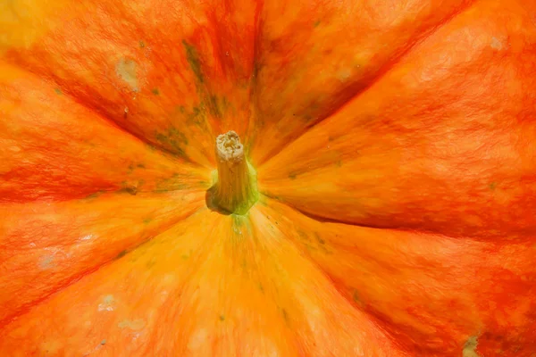 Ripe pumpkin background — Stock Photo, Image