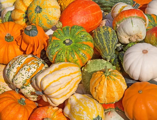 Colorful pumpkins collection — Stock Photo, Image