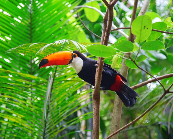 Tucano colorido na natureza — Fotografia de Stock