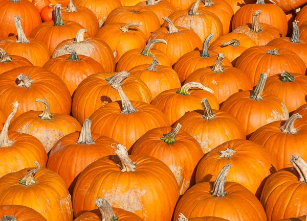 Ripe  pumpkins collection — Stock Photo, Image