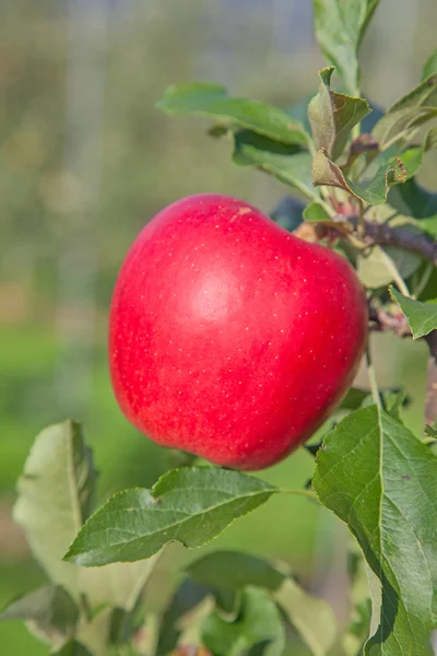 Rijpe appel op tak — Stockfoto