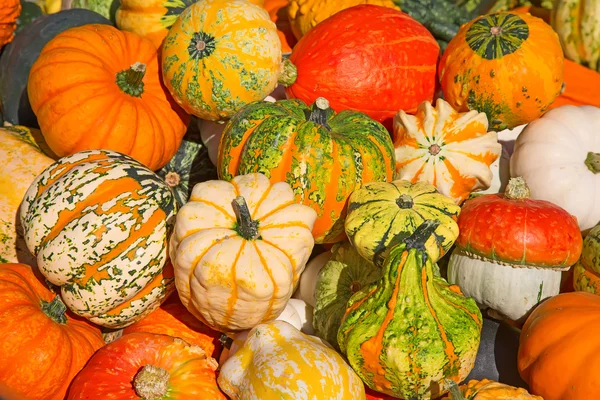 Colorful pumpkins collection — Stock Photo, Image