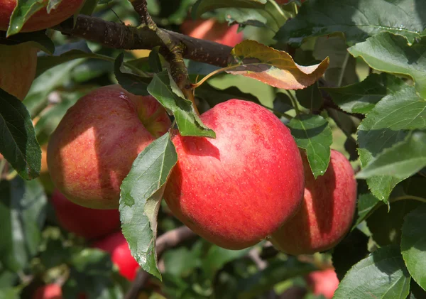 Gerijpte rode appels — Stockfoto