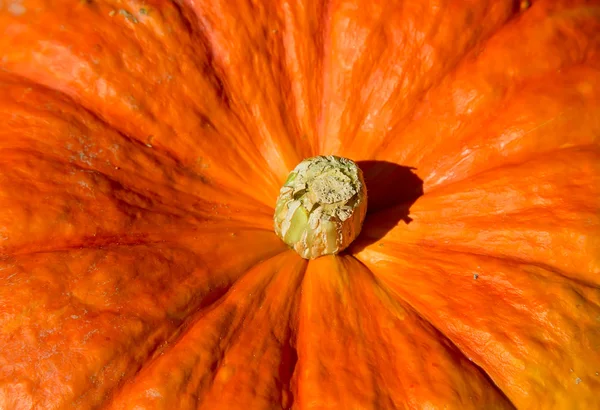 Maturo zucca sfondo — Foto Stock