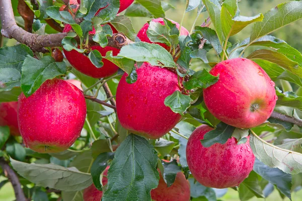 Gerijpte rode appels — Stockfoto