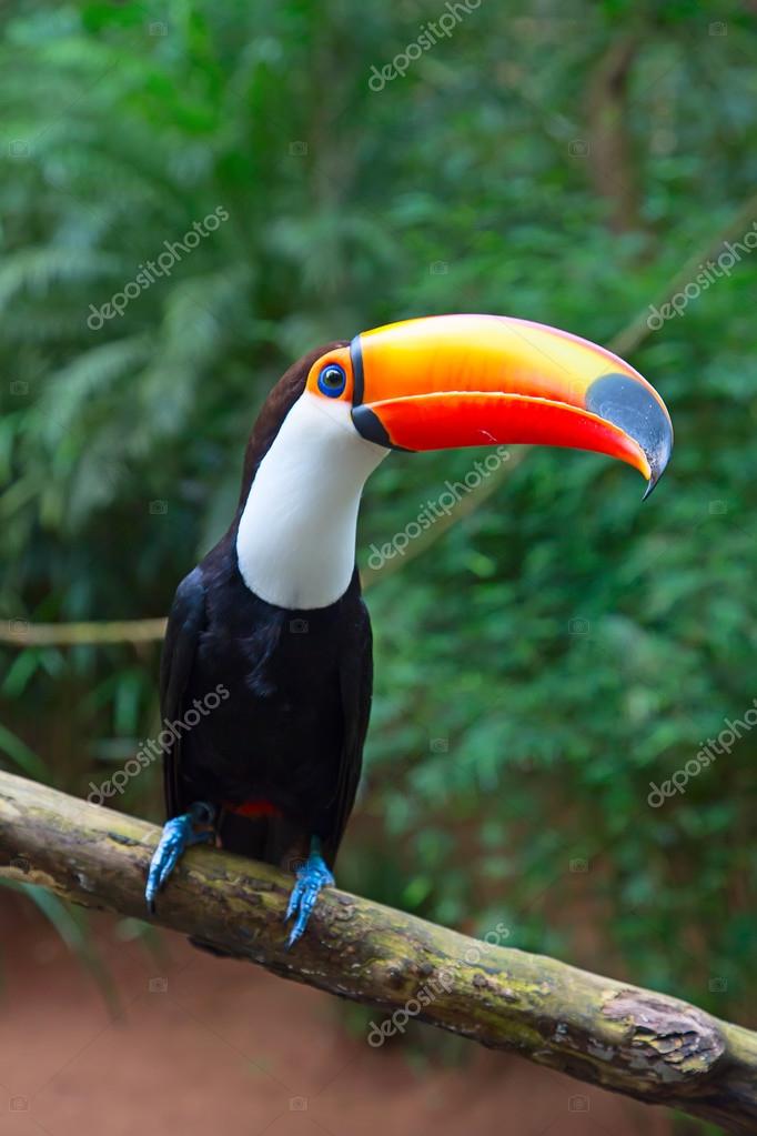Hombre rico antecedentes Rayo Colorful tucan in the wild Stock Photo by ©swisshippo 114347766