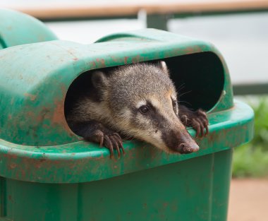 Coati (Nasua nasua)